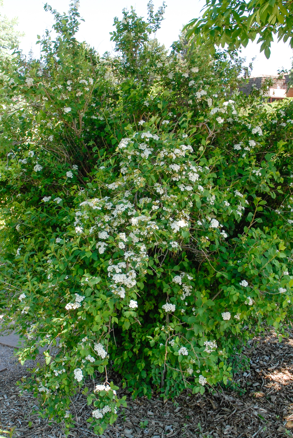Van Houtte Spirea